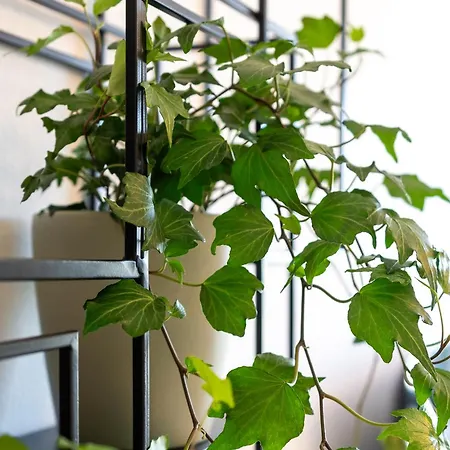 Rola Art Work Ii By Da'home * بورتو